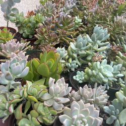 Succulents Plant’s 🌵