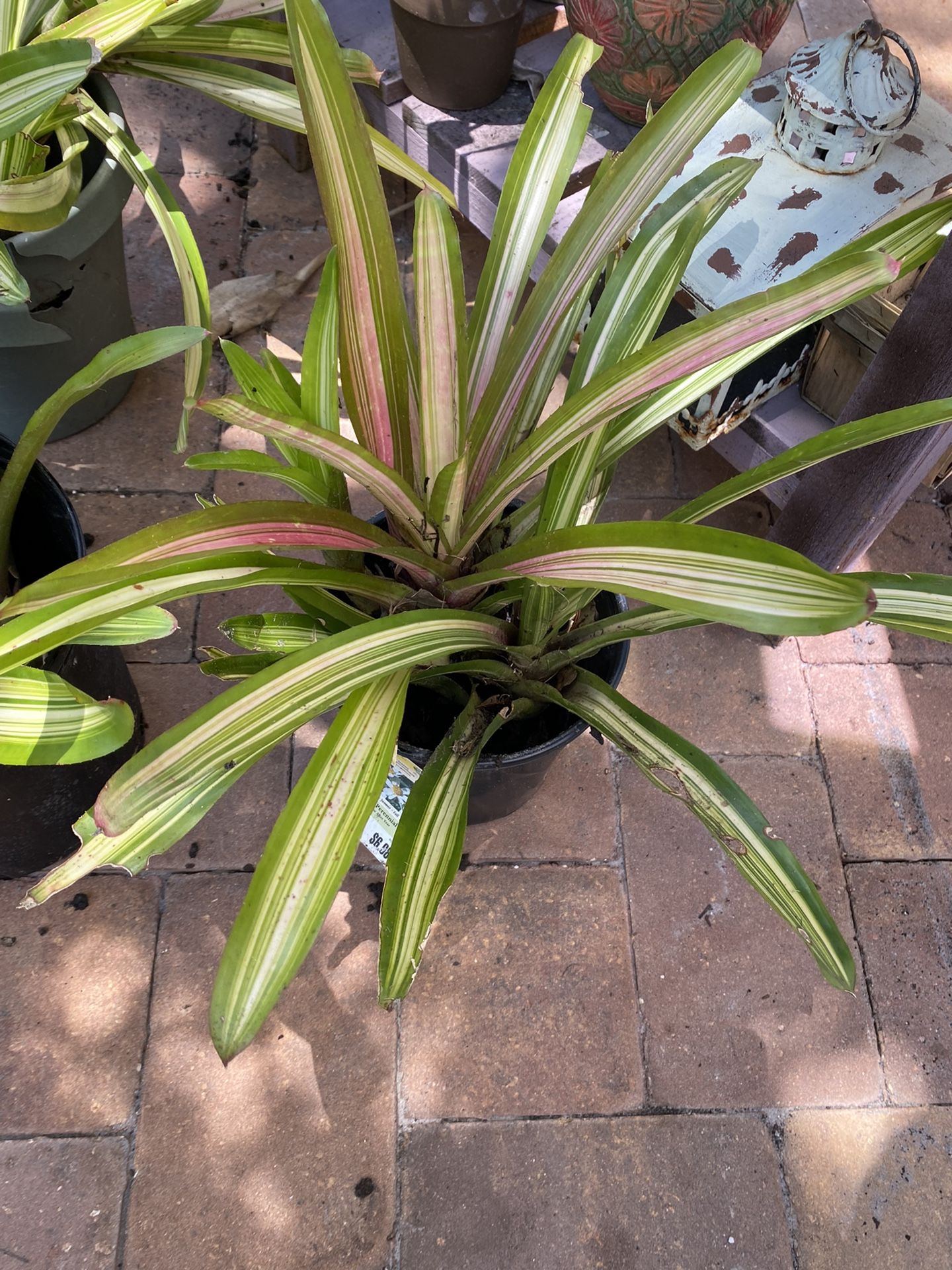 Blomedias Plants