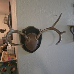 Antique Vintage Deer Antlers Taxidermy Hat Rack 