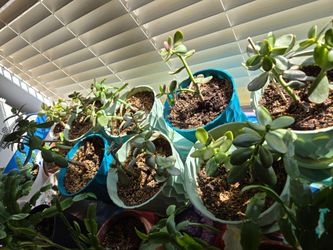 Jade Plants