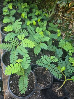 Tamarind plants 1gal.