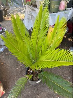 Palm cica