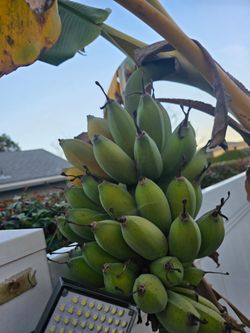 Ice cream Banana Plant