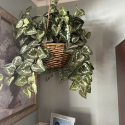 Hanging Basket With Plant 