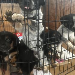 Medium Size dog crate