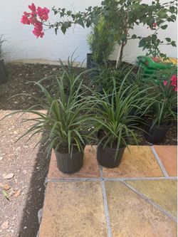 Liriope