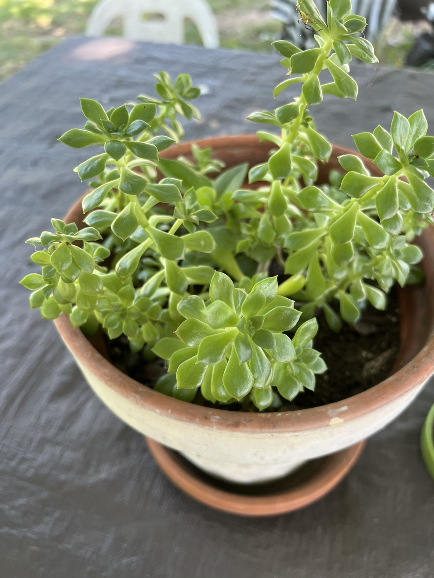 Beautiful Succulent Plants 🪴
