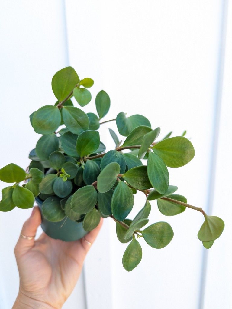 Pepperomia Hope Plant 4" Pot - Indoor House Plants