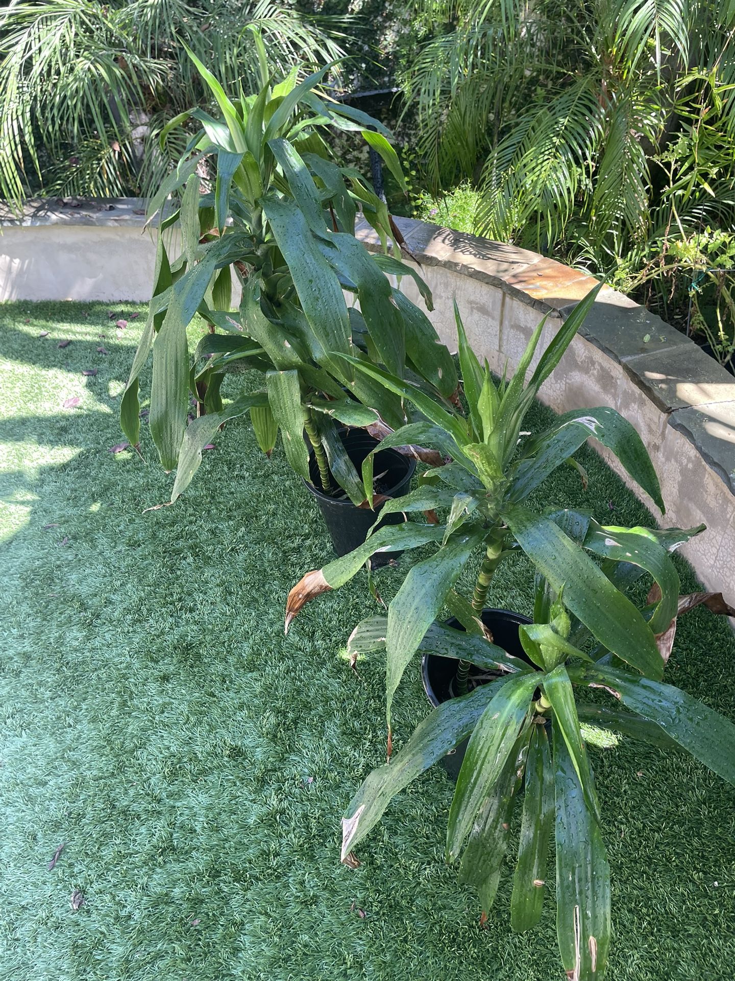 Dracaena plants for Sale in Manhattan Beach, CA - OfferUp