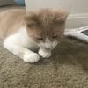Moe