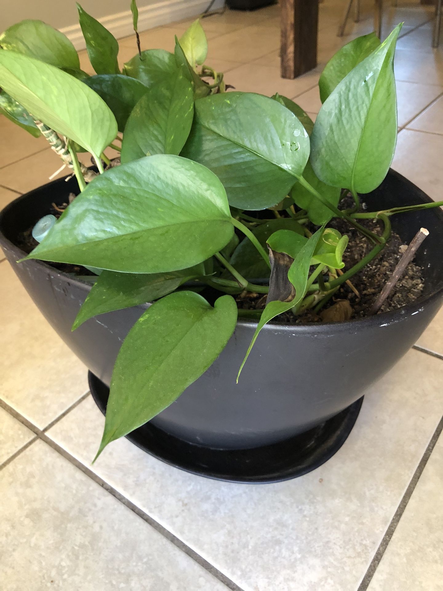 Plant Pot Ceramic With Plants