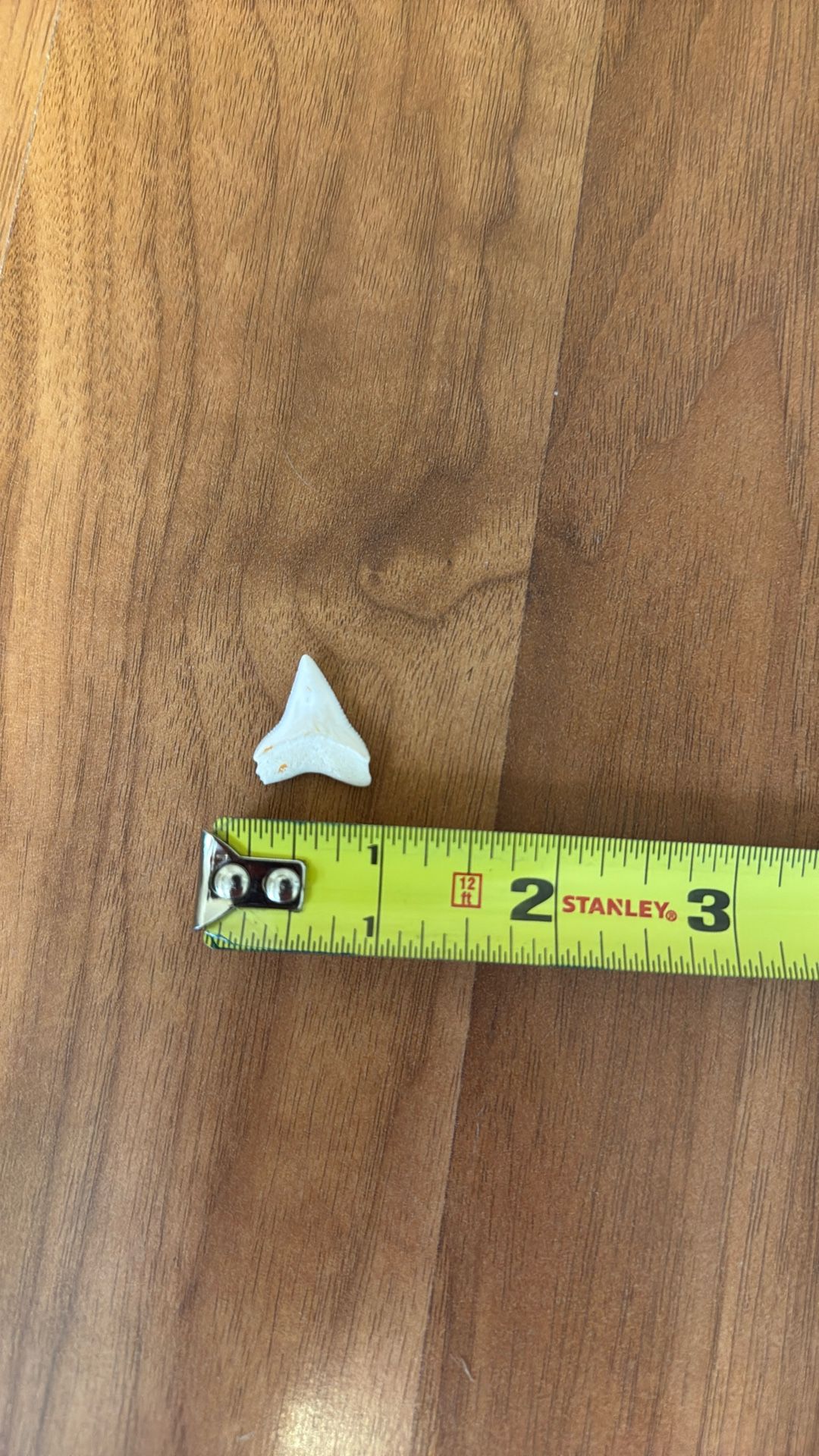 Shark Tooth