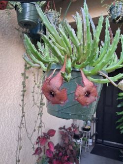 Large Stapelia Gigantea "Starfish " Plant $38
