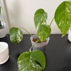 Rare Variegated Monstera (Albo/Albino)