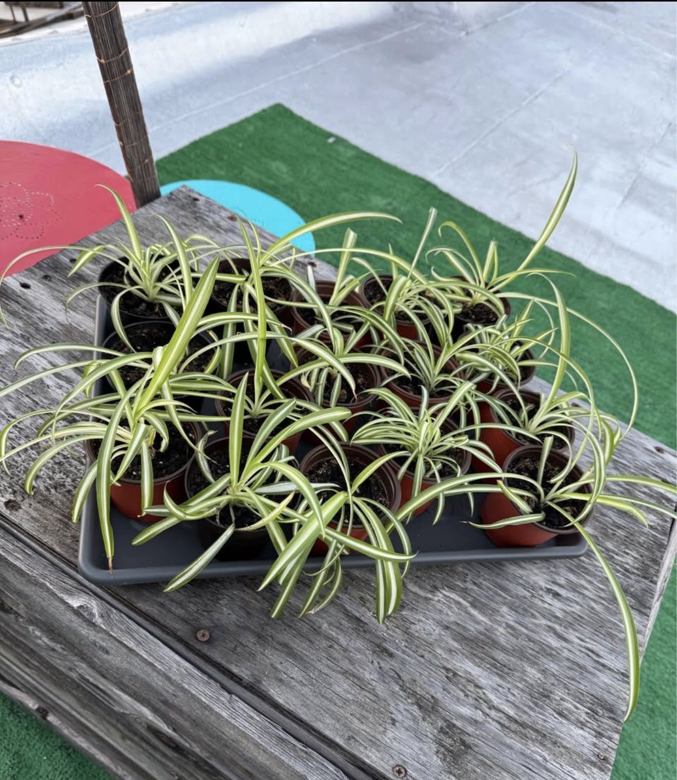 Live Spider Plants $5 Each (16 Left)