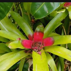 Bromeliad Houseplant Landscape Plant