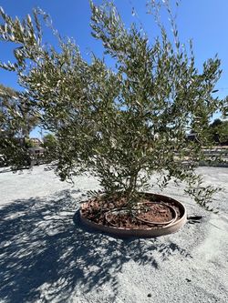 Olive tree 36” fruitless