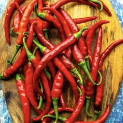 Cayenne Chili Pepper Plant