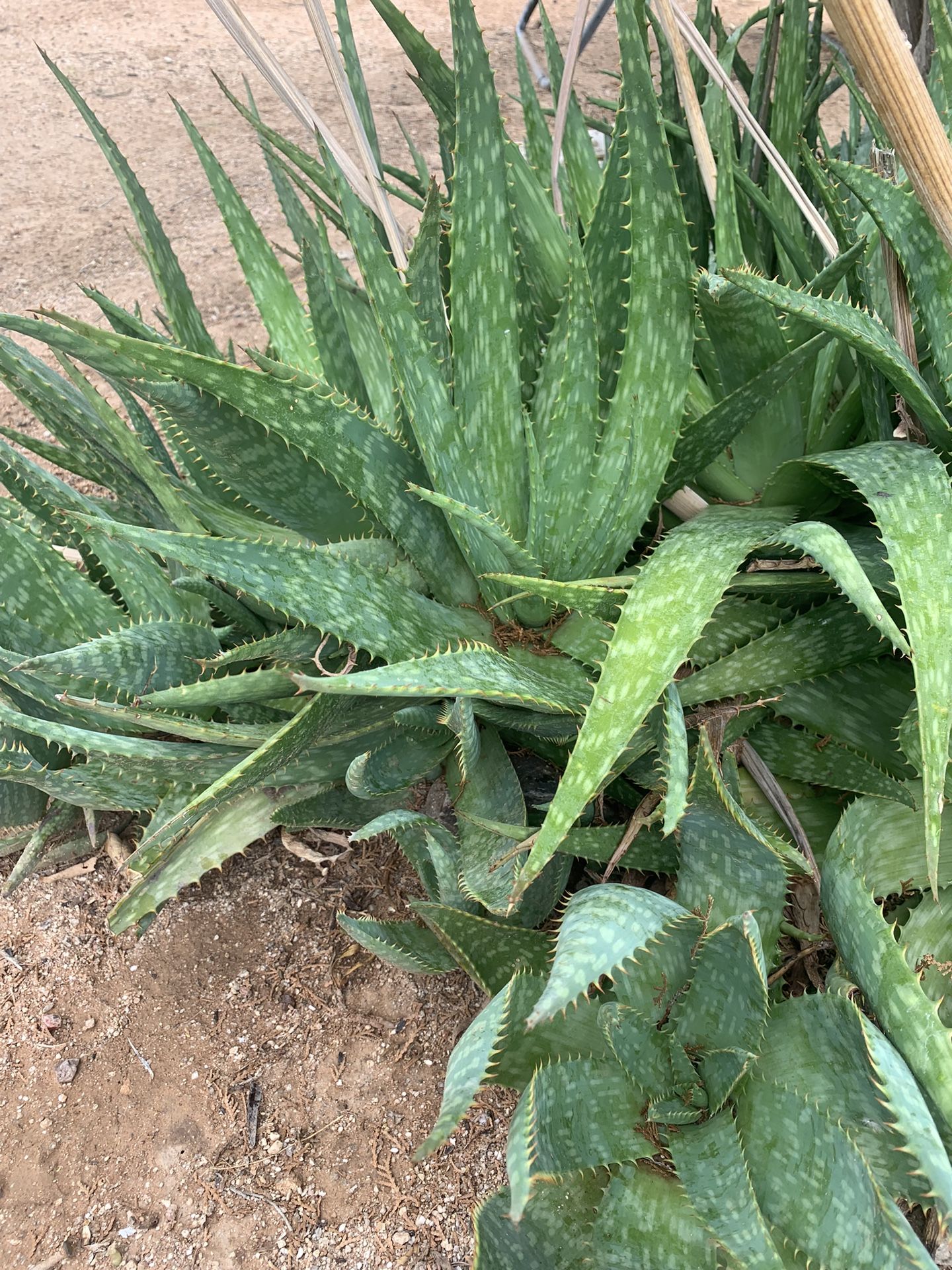 Aloe Vera Succulents