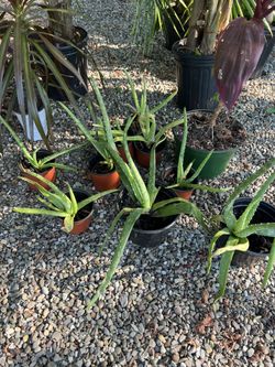 Aloe Vera Plants
