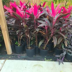 Red Sister 3 Gallones