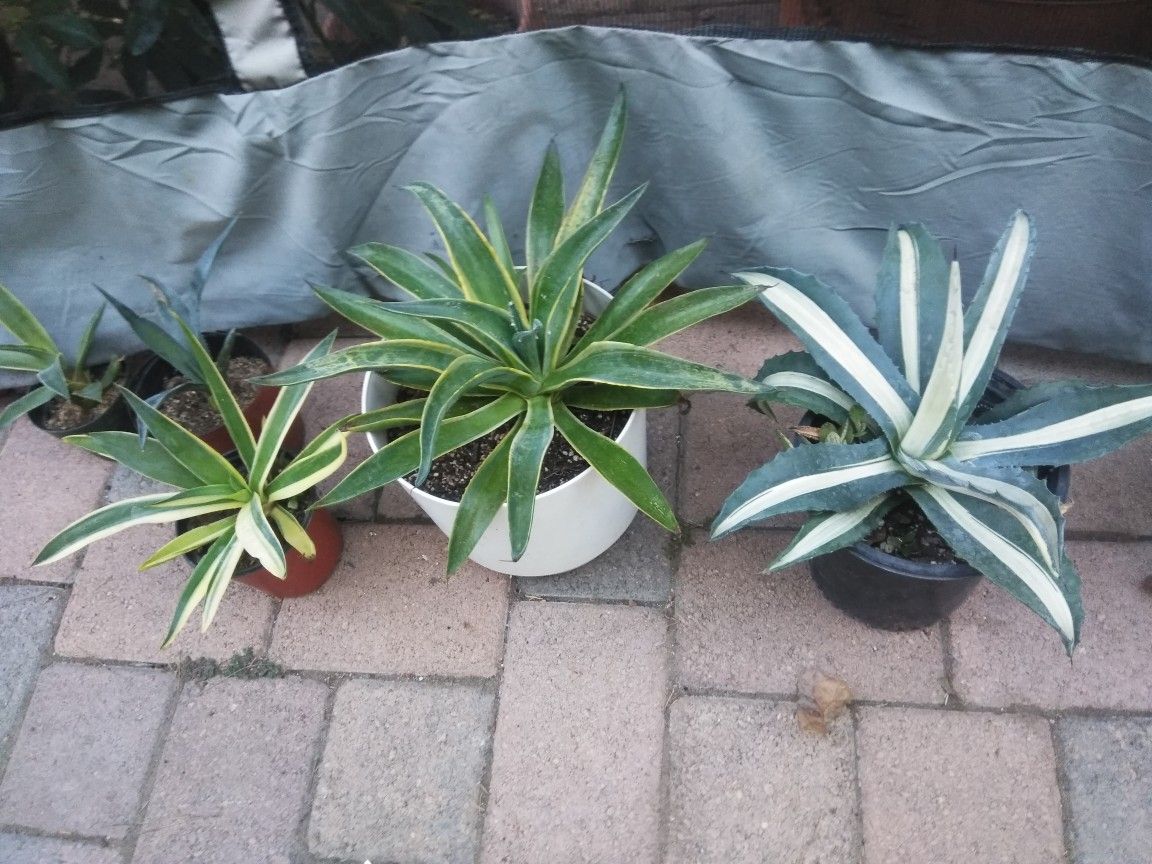 Various agaves and aloes