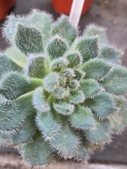 Healthy variety of succulents at lower than retail prices and garden frog