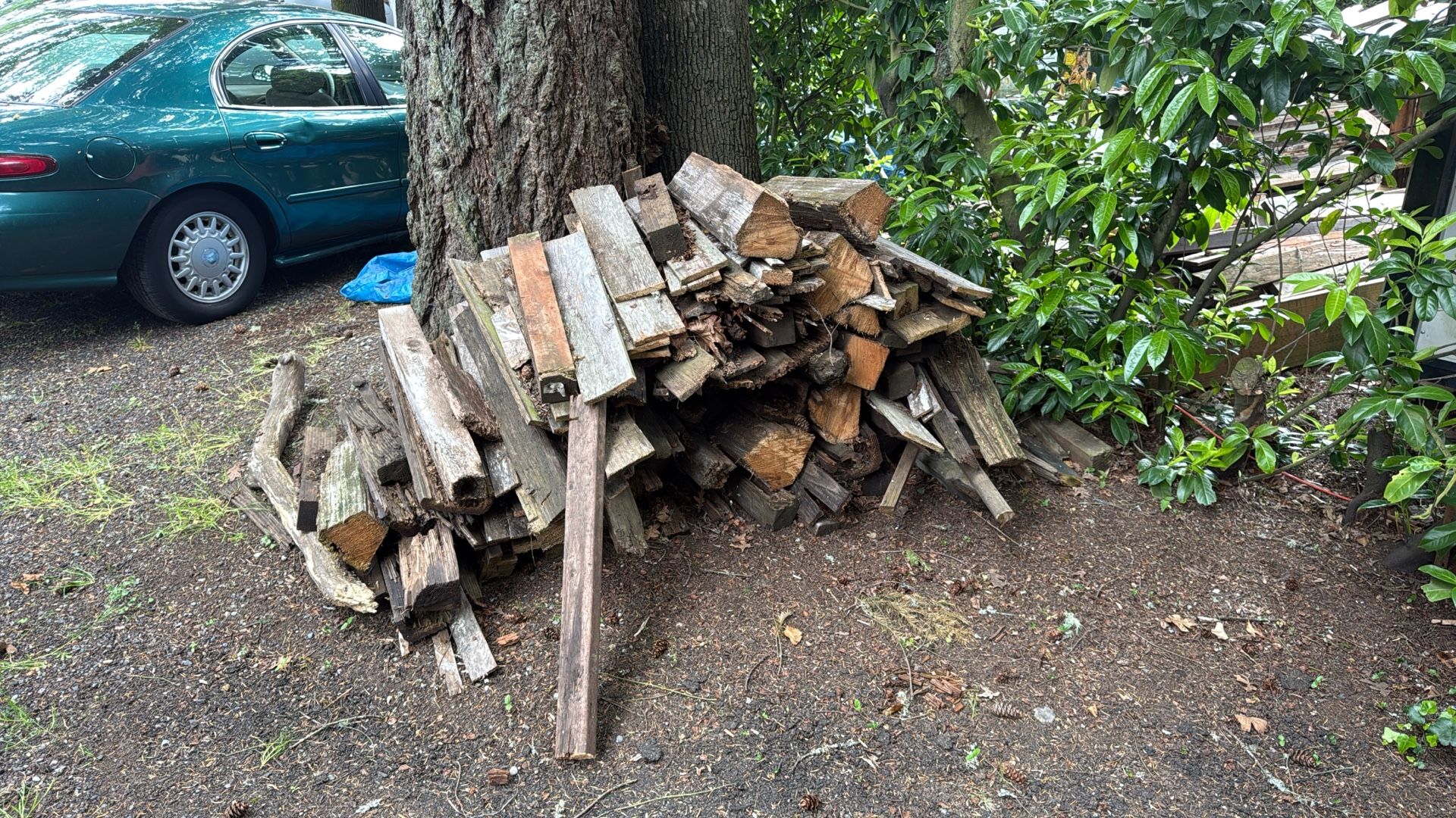 Wood pile, a lot of cedar – ON free, free free