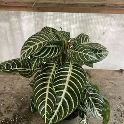 6” zebra plant 