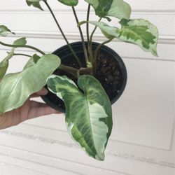 Beautiful 3 Kings Syngonium Plant 6” Pot