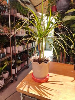 Dracaena Marginata Sunshine