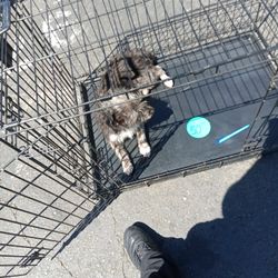 Clean And Sturdy Cage