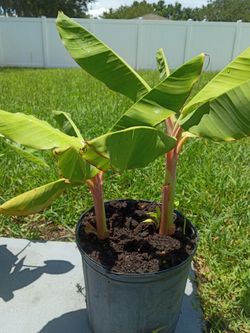 Banana trees 2 per 25$