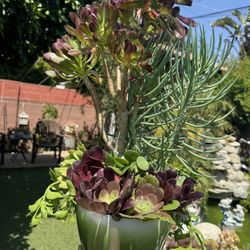 Very Beautiful Succulent Arrangement 