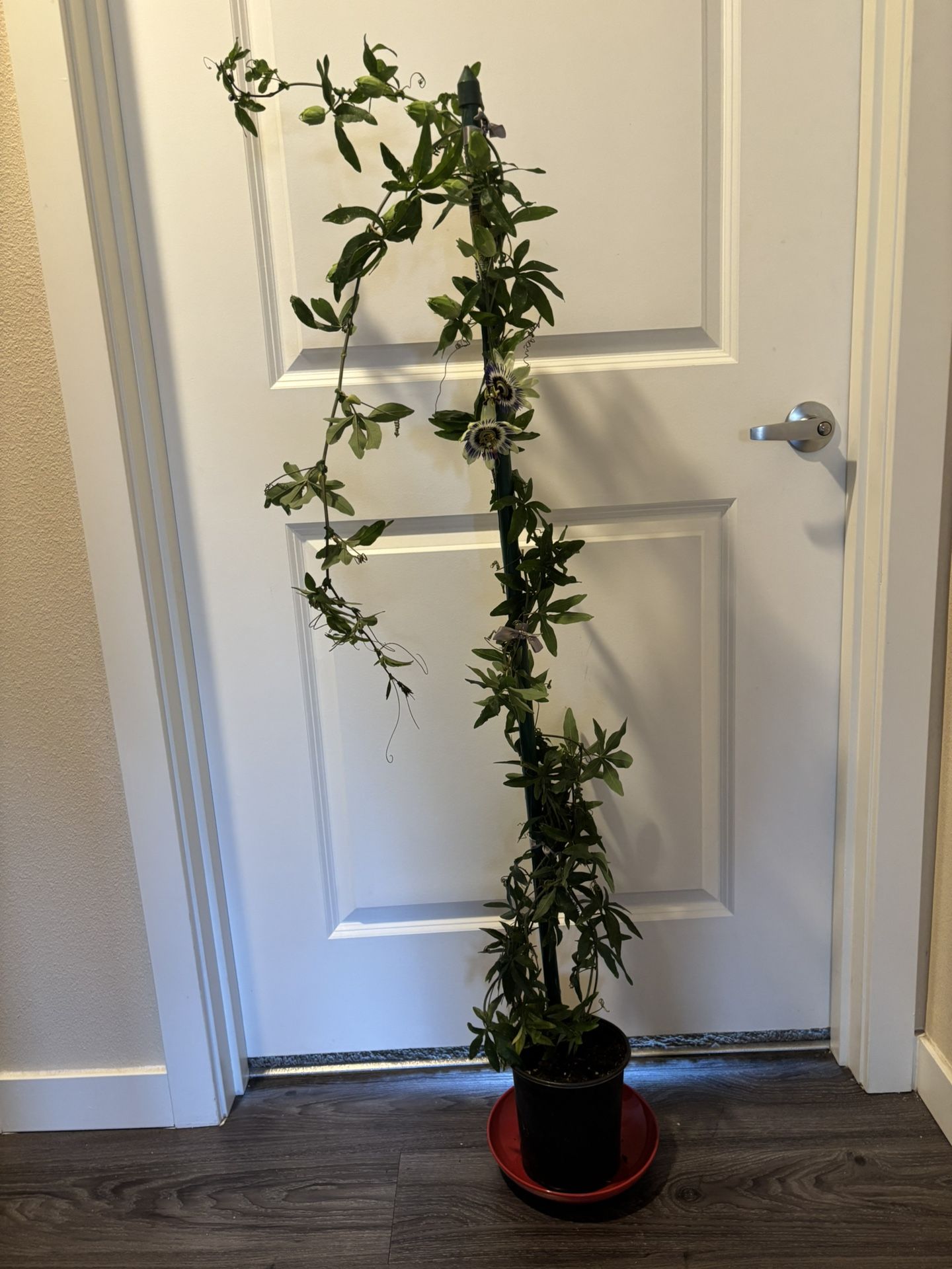 Pasiflora