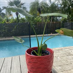 Monstera plant w/ Ceramic Pit