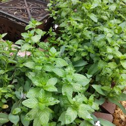 ROOTED CUTTINGS MINT PLANT $7