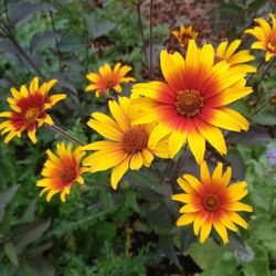 Heliopsis’ Burning Hearts’ Perennial Plants 