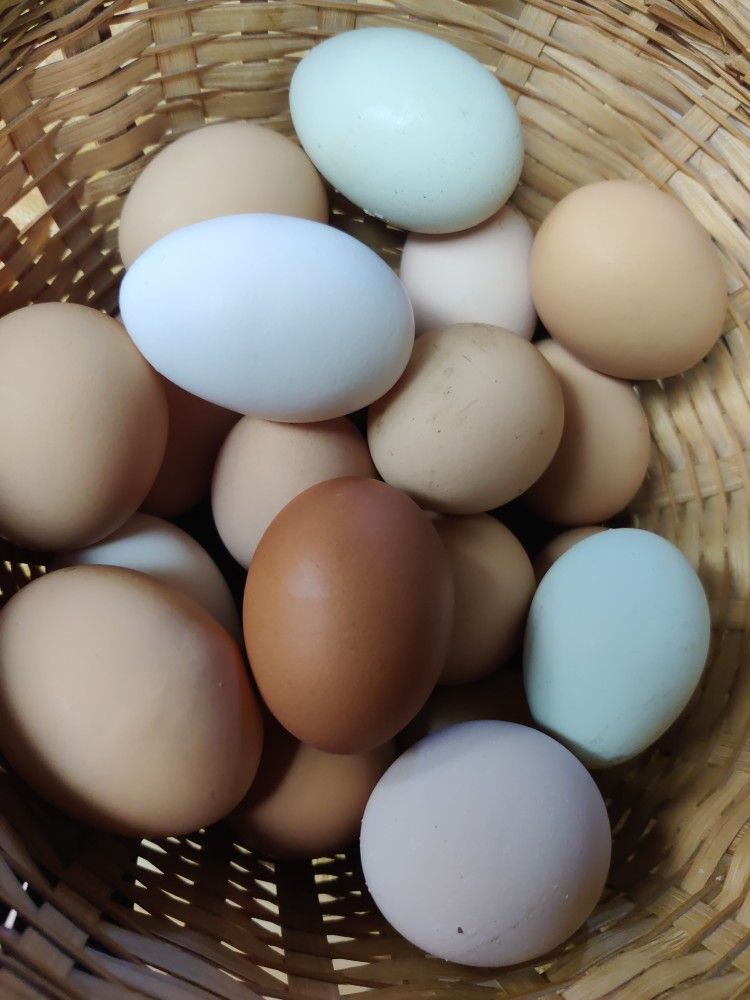 Chicken Eggs