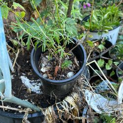 Barbecue Rosemary 