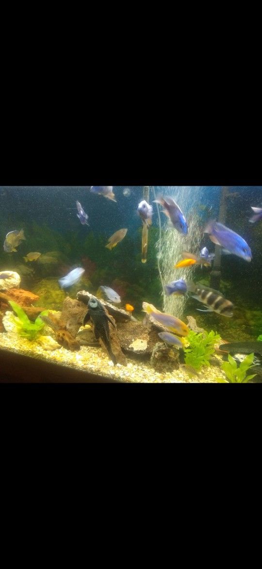 150 Gallon Aquarium Fish Tank