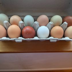 Farm Fresh Rainbow Eggs