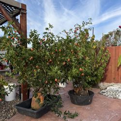  Chinese Lantern Plants