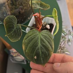 Philodendron Veruccosum Rare houseplant 