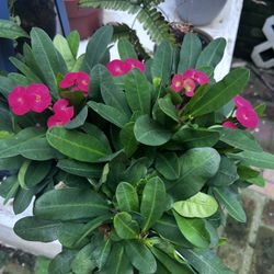 Crown Of Thorns Plant 