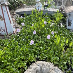 Water Hyacinth