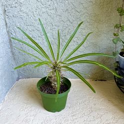 Madagascar Plant 