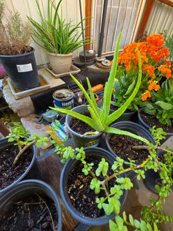 Aloe vera plant