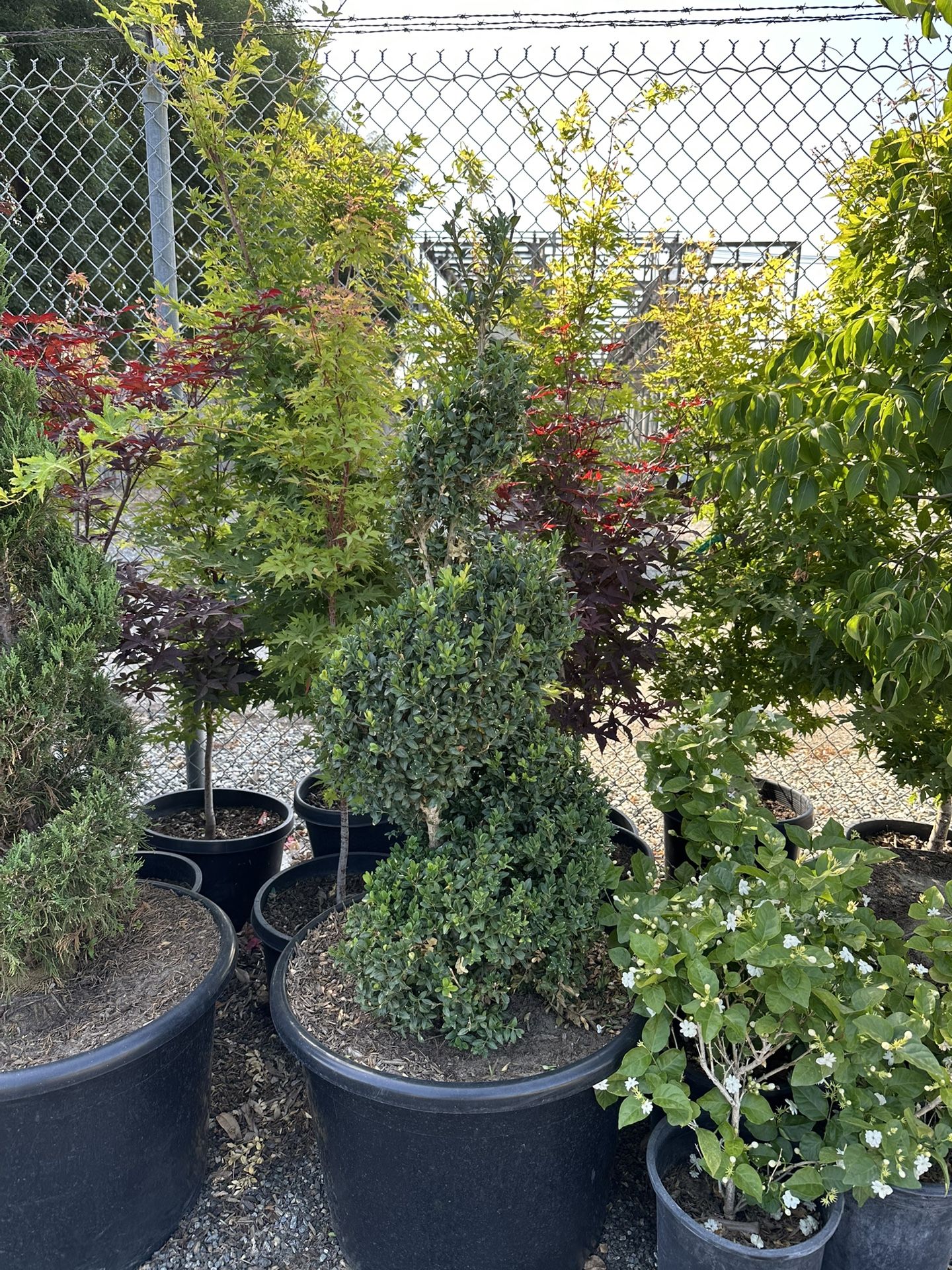 Boxwood Spiral