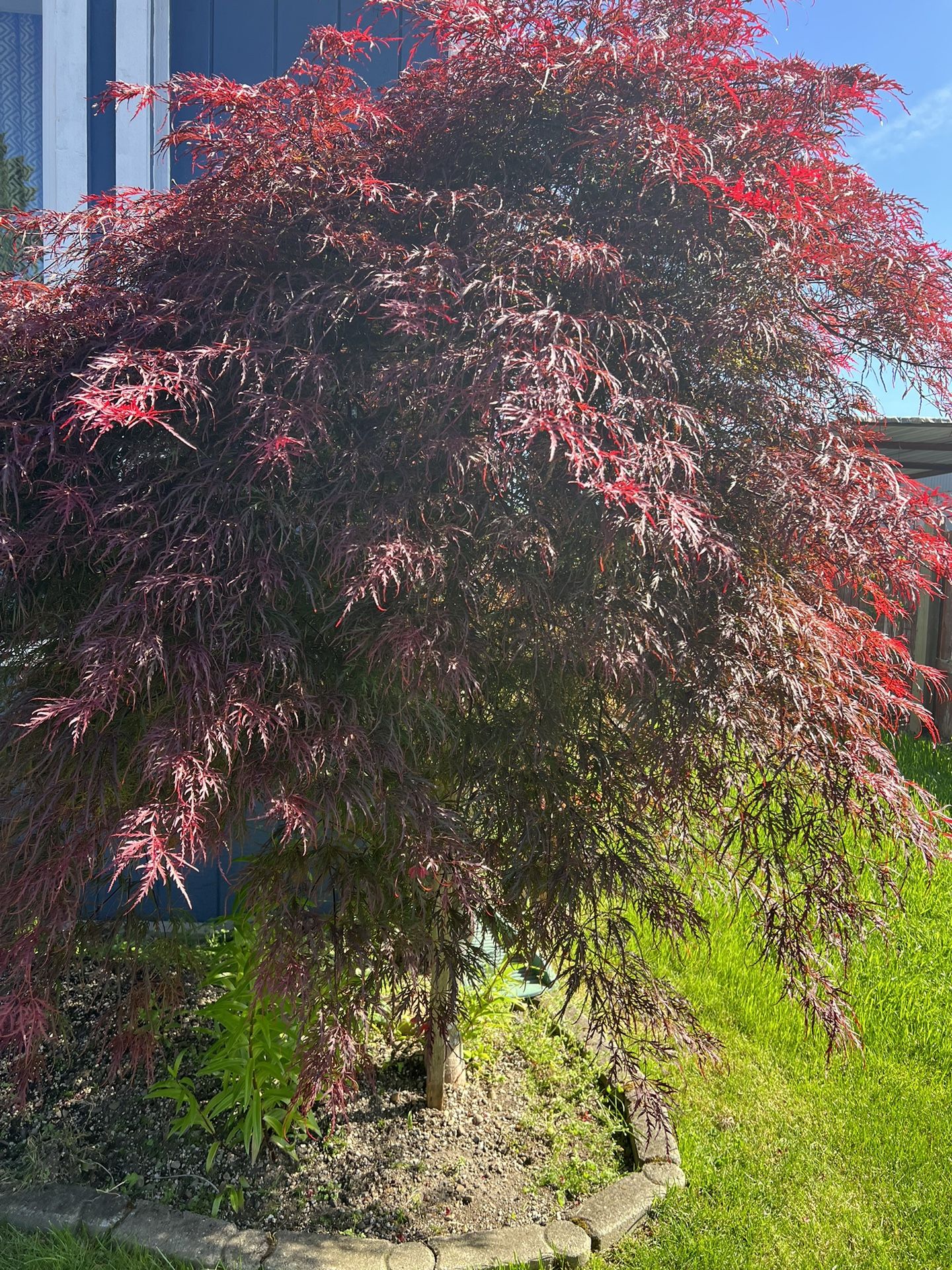 Japanese Maple Tree